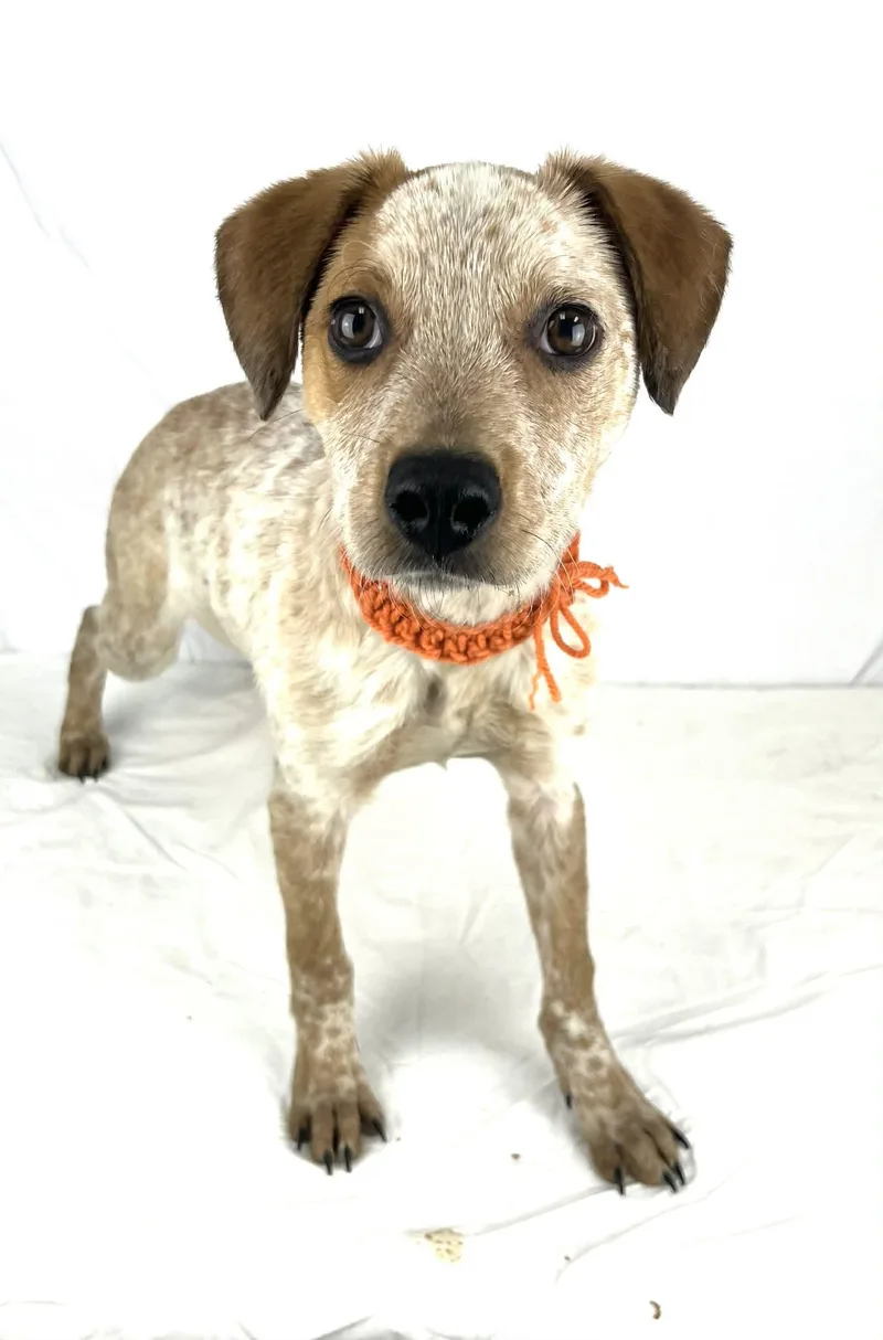 Shaun The Heeler Puppy