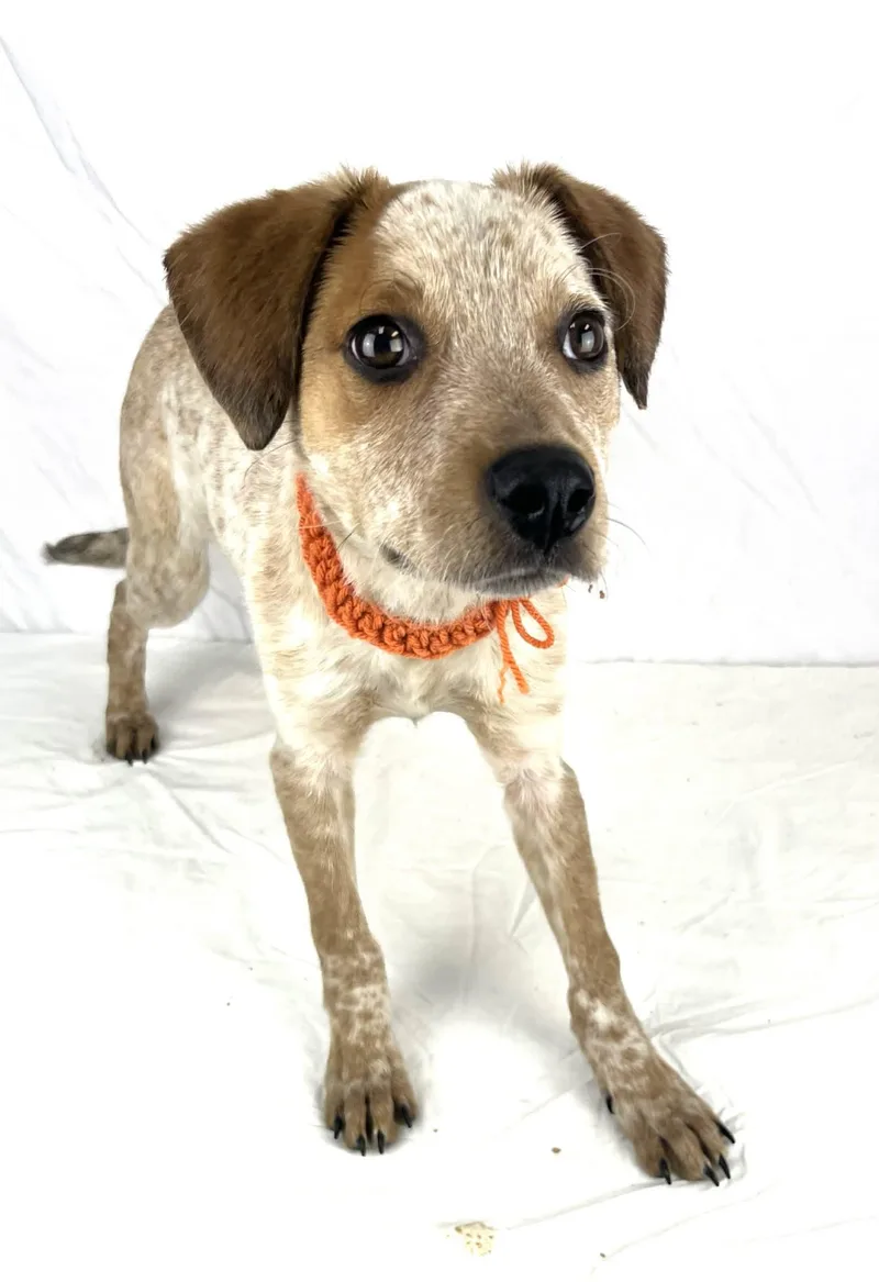 Shaun The Heeler Puppy thumbnail 3