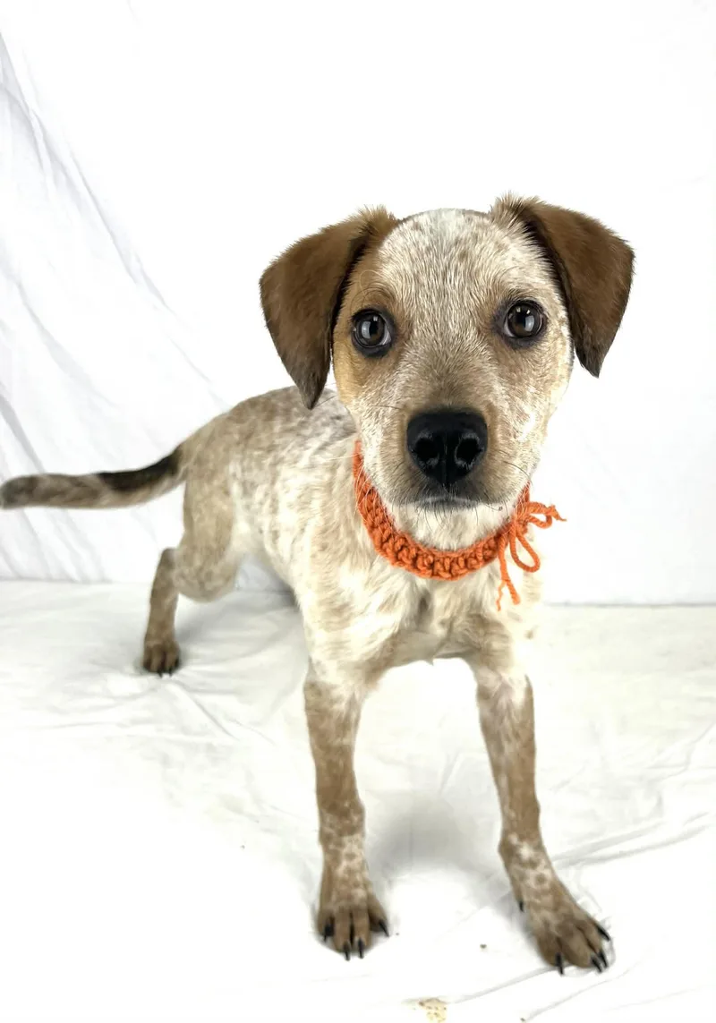 Shaun The Heeler Puppy thumbnail 4