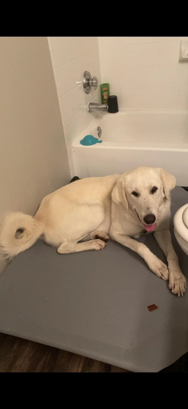 Zella Htx thumbnail 2