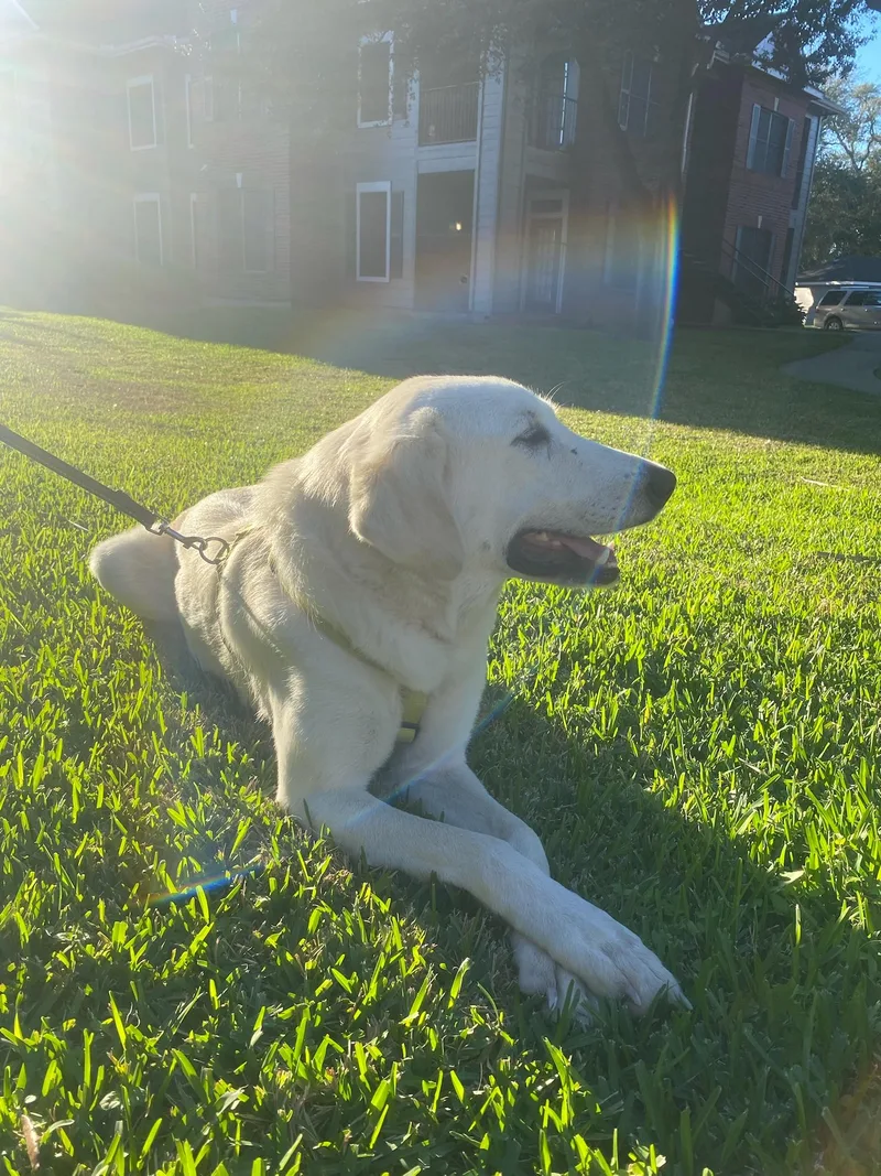 Zella Htx thumbnail 3