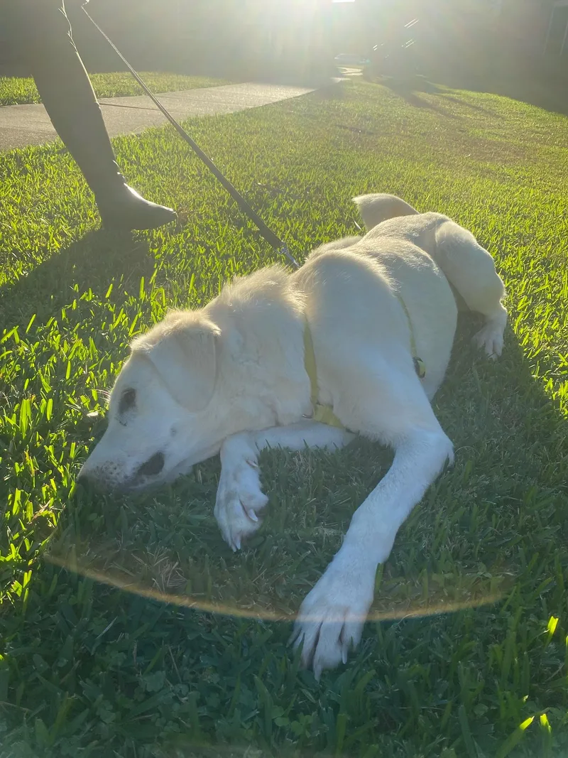 Zella Htx thumbnail 4