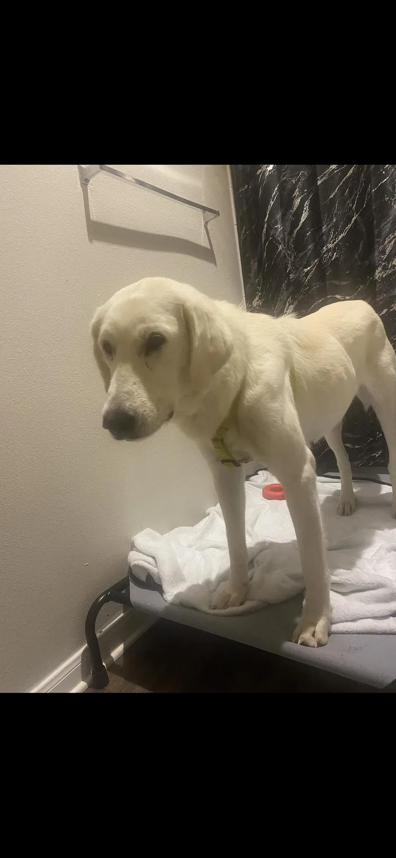 Zella Htx thumbnail 6