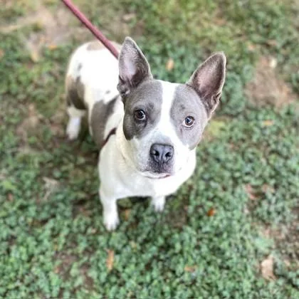 An adult medium-sized male Mixed Breed dog named Bacon for adoption in Spartanburg, SC