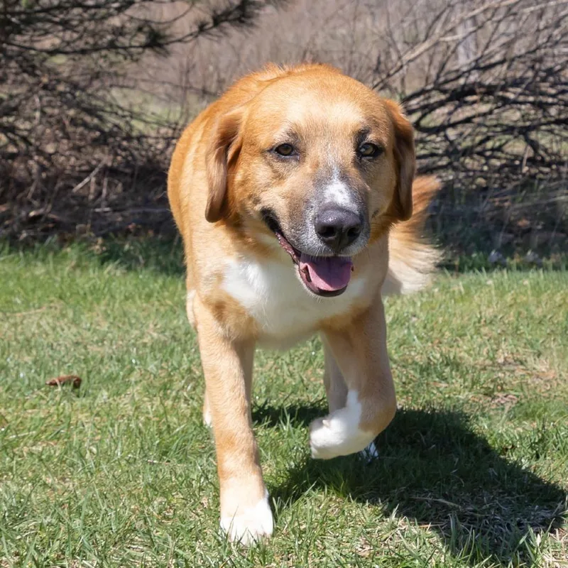 An adult medium-sized male Golden Golden Retriever dog named Nelson for adoption in Erie, PA