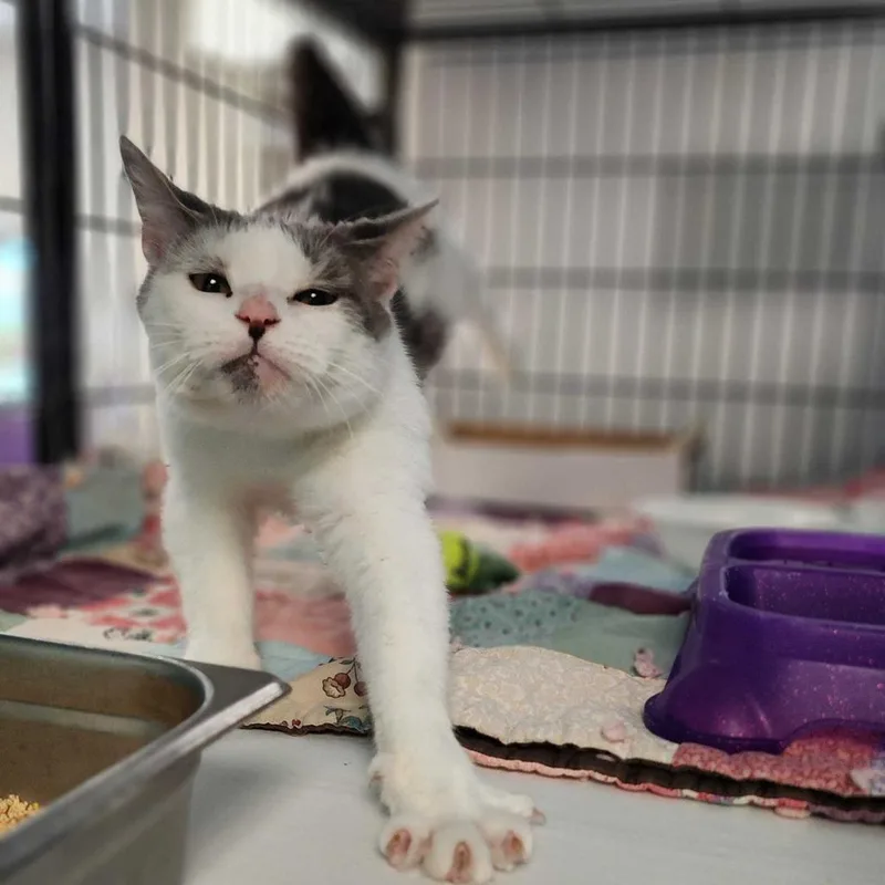 An adult large-sized female White Domestic Short Hair cat named Sniffles for adoption in Davenport, IA