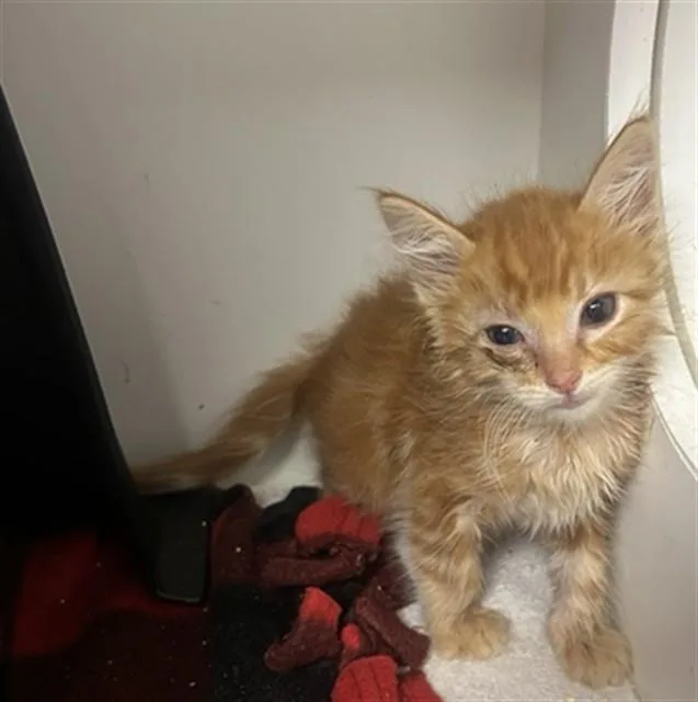 A baby small-sized male Domestic Long Hair cat named Jeff for adoption in Ontario, CA