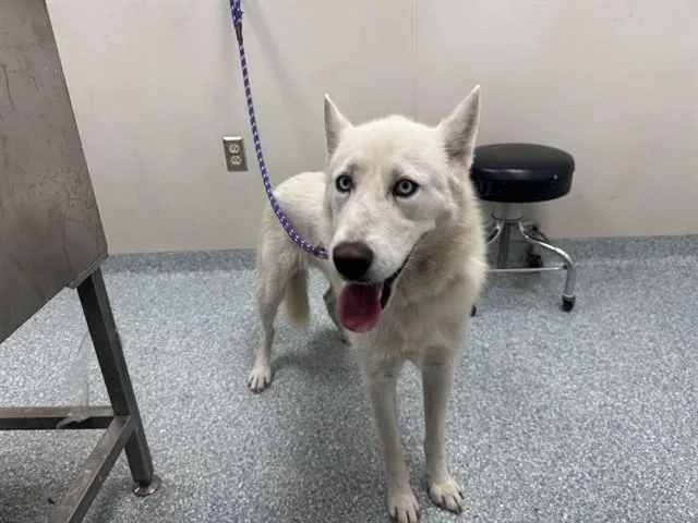 A young large-sized female Siberian Husky dog named Nala for adoption in Garland, TX