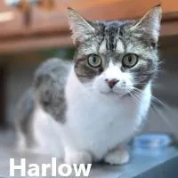 An adult medium-sized female Tabby (Brown / Chocolate) Domestic Short Hair cat named Harlow for adoption in Olympia, WA