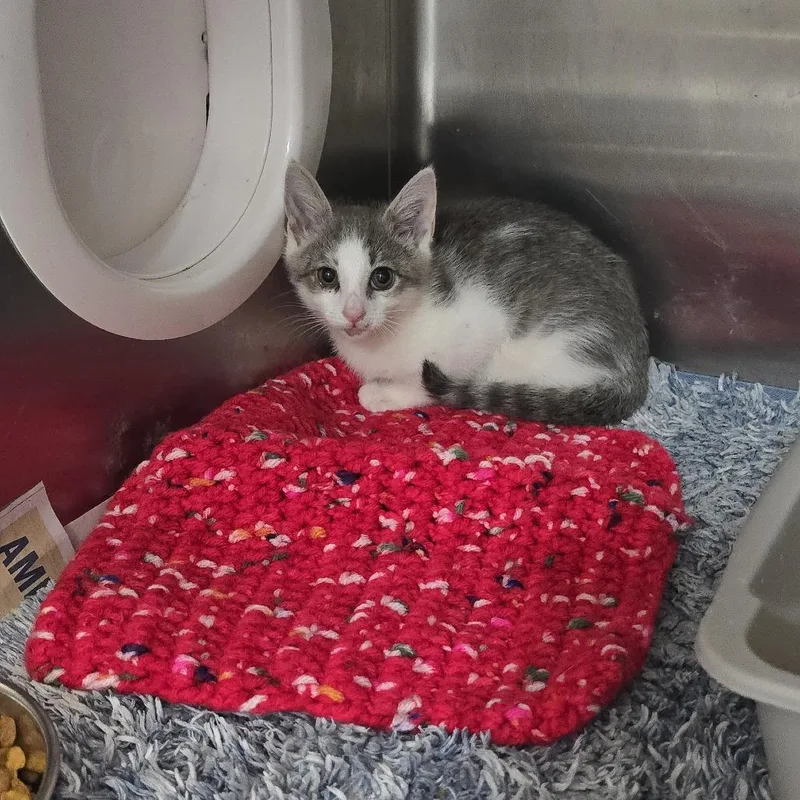 A baby small-sized female White Domestic Short Hair cat named Haven for adoption in Yanceyville, NC