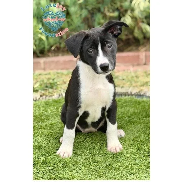 A baby medium-sized female Black Border Collie dog named Serena COH for adoption in Inglewood, CA