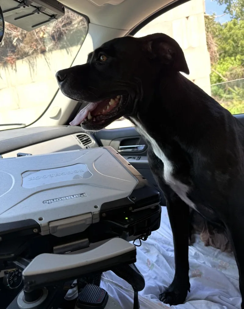 An adult medium-sized female Black Pit Bull Terrier dog named Sheba for adoption in New Britain, CT