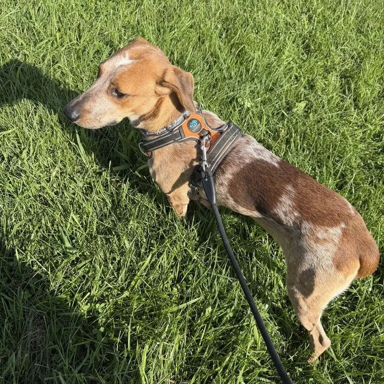 A young medium-sized female English Coonhound dog named Paloma for adoption in Falls Church, VA