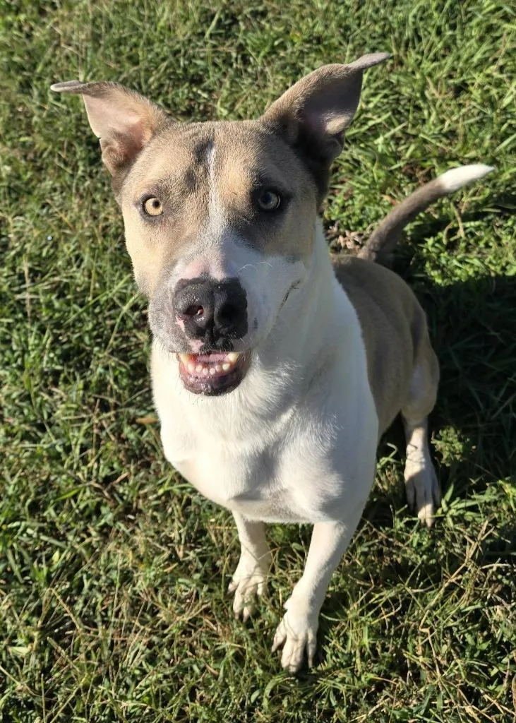 A young medium-sized male Labrador Retriever dog named Sampson for adoption in Humble, TX