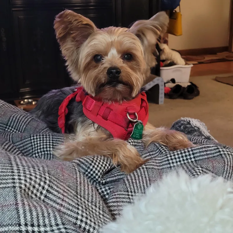 Charming Chauncey thumbnail 3