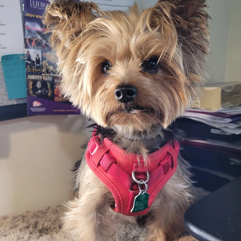 A senior small-sized male Gray / Blue / Silver Yorkshire Terrier dog named Charming Chauncey for adoption in Reston, VA