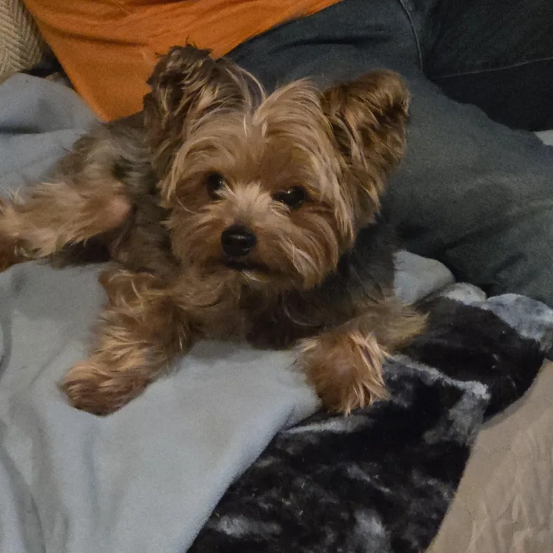 Charming Chauncey thumbnail 6