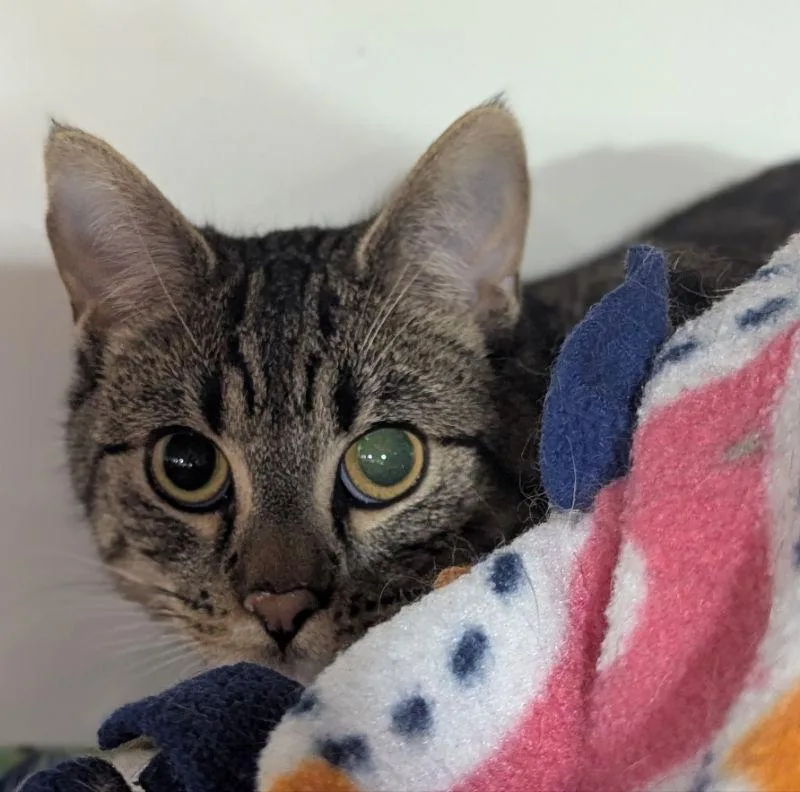 A baby medium-sized male Tabby cat named Anchovy for adoption in Dalzell, IL