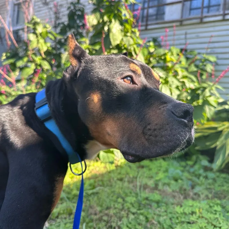 Beauredog thumbnail 2