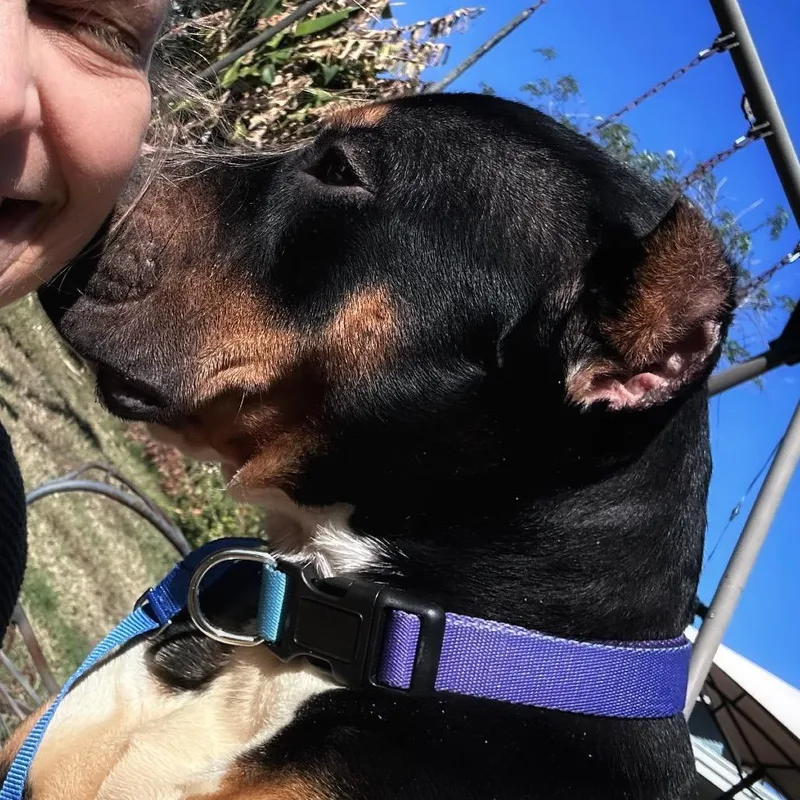 Beauredog thumbnail 4