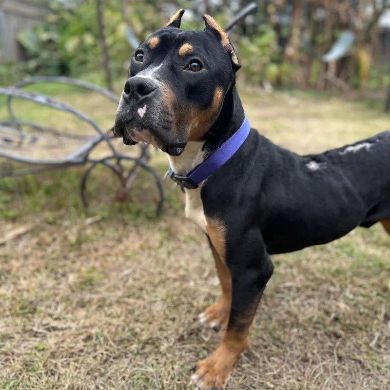 Beauredog thumbnail 5