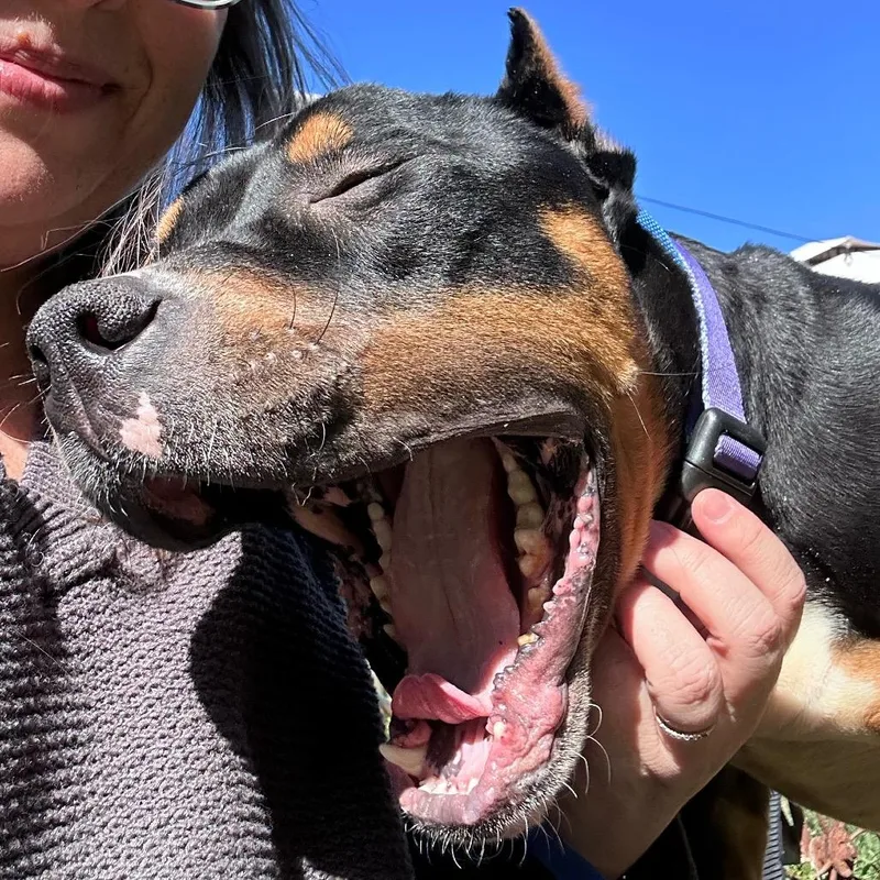 Beauredog thumbnail 6