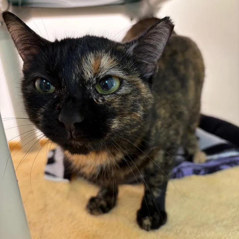 A young medium-sized female Tortoiseshell Domestic Short Hair cat named Moose for adoption in Harrisonburg, VA
