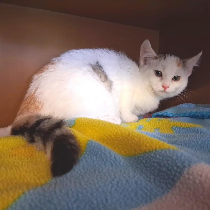 Amelia