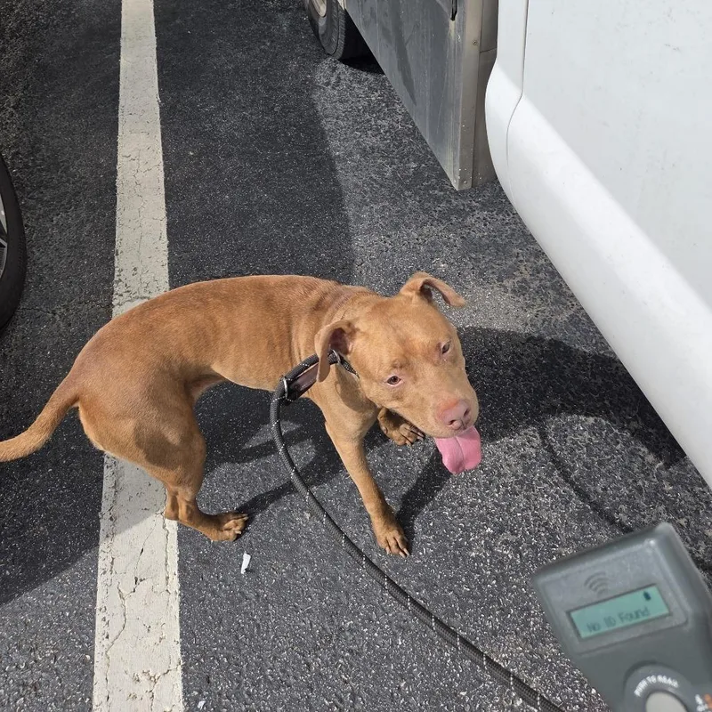 A young medium-sized female Yellow / Tan / Blond / Fawn Mixed Breed dog named Lakelyn for adoption in Columbus, GA