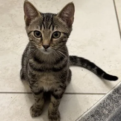 A baby small-sized male Domestic Short Hair cat named Bradshaw for adoption in West Chester, PA