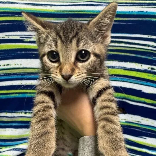 A baby small-sized female Domestic Short Hair cat named Skittles for adoption in Jackson, MI