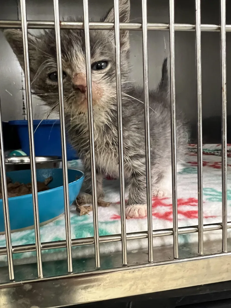 A baby medium-sized female Tabby (Gray / Blue / Silver) Domestic Short Hair cat named Dollie for adoption in Sparta, NC
