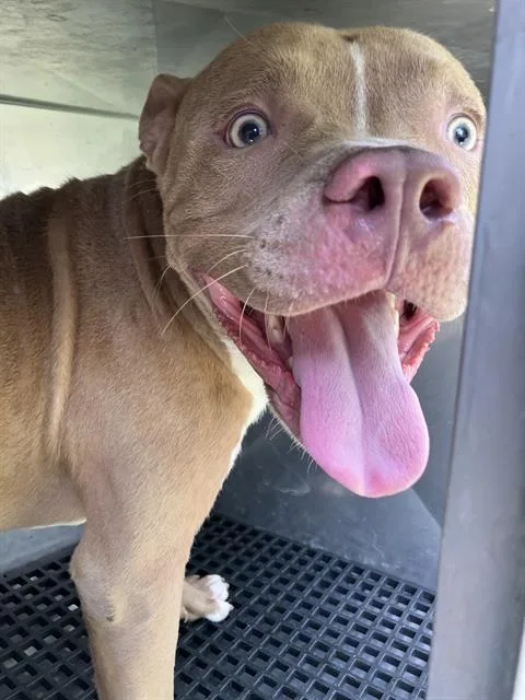 A young large-sized male Mixed Breed dog named Ravv for adoption in Dallas, TX