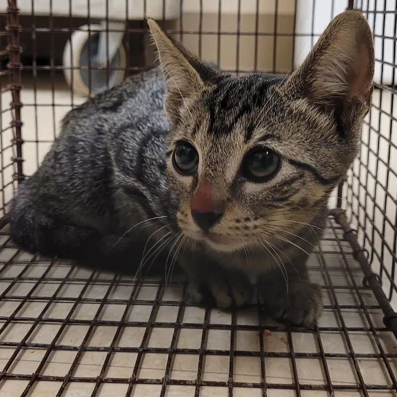 A baby small-sized female Brown / Chocolate American Shorthair cat named Bonnie for adoption in Lake Panasoffkee, FL