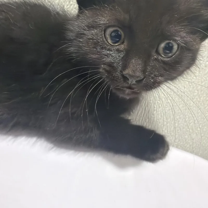 A baby small-sized female Black Domestic Short Hair cat named Sapphire for adoption in Tampa, FL