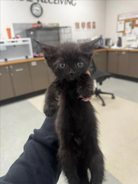 A baby small-sized female Domestic Short Hair cat named Sunny for adoption in Van Nuys, CA