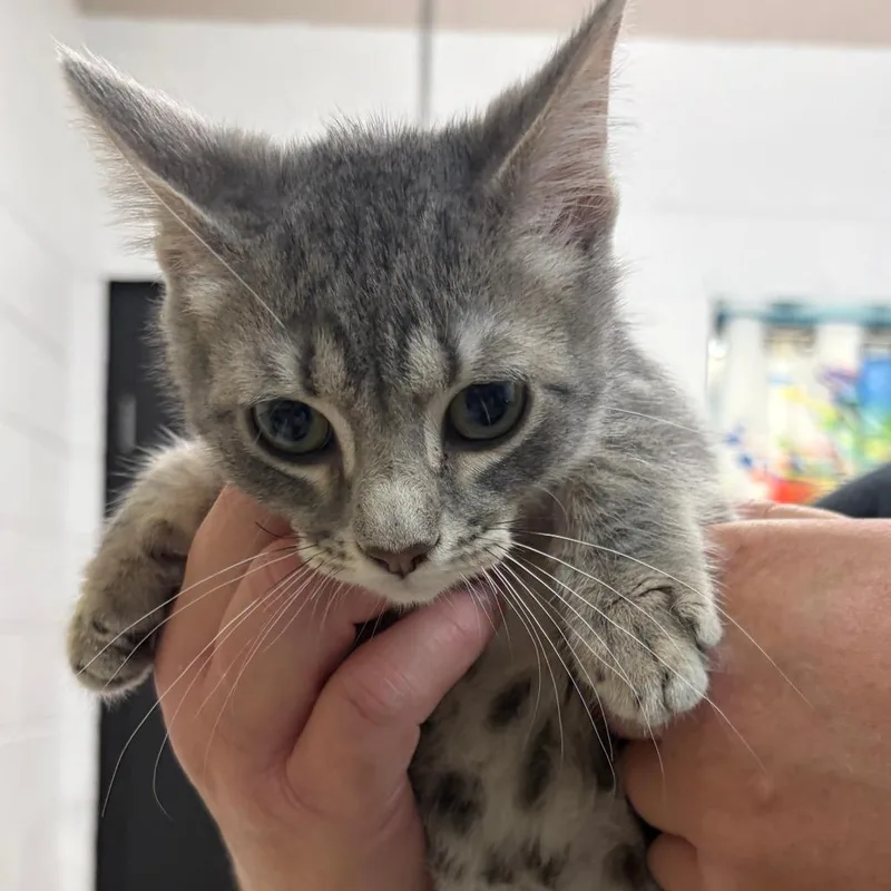 A baby small-sized male Gray / Blue / Silver Domestic Short Hair cat named Oliver for adoption in Ardmore, OK