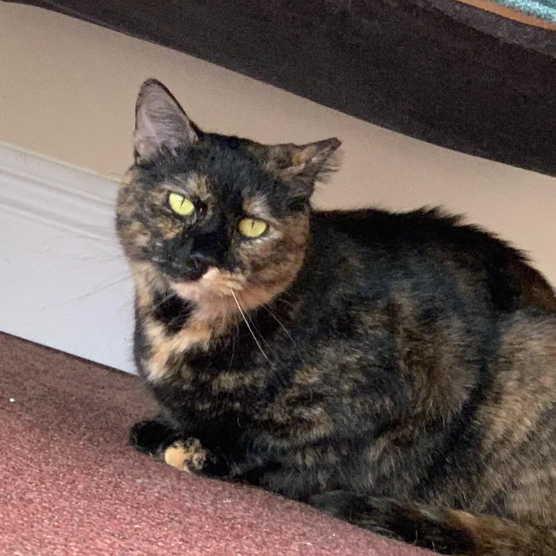 A young medium-sized female Tortoiseshell Domestic Short Hair cat named Benita for adoption in Bonita Springs, FL
