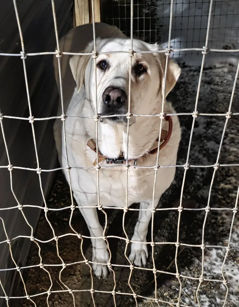 An adult extra large-sized male Akbash dog named Babu for adoption in Woodsfield, OH