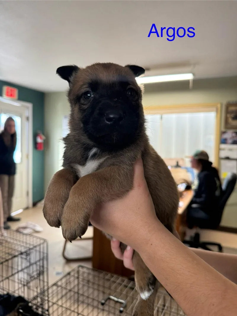 A baby medium-sized male Belgian Shepherd / Malinois dog named Argos for adoption in Yreka, CA