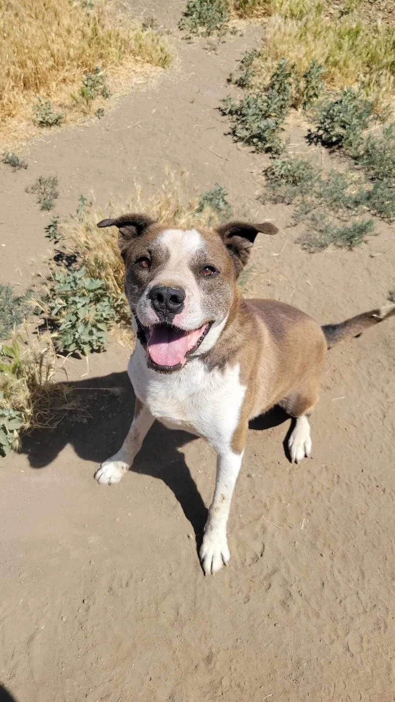 A senior large-sized male Pit Bull Terrier dog named Arlow for adoption in Yreka, CA