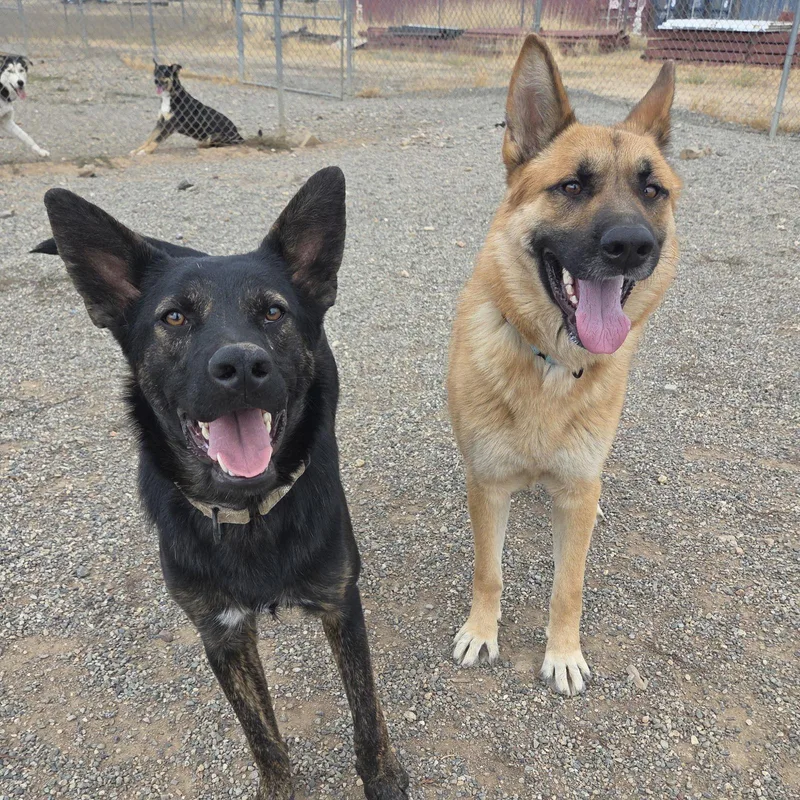 A young medium-sized male Shepherd dog named Artemis for adoption in Yreka, CA