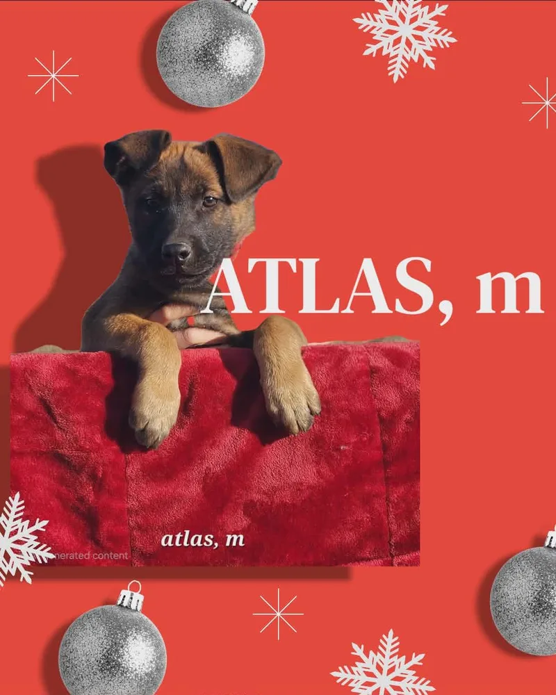 A baby medium-sized male Belgian Shepherd / Malinois dog named Atlas for adoption in Yreka, CA