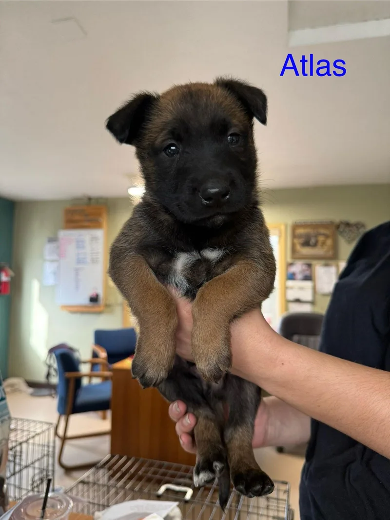 Atlas thumbnail 2