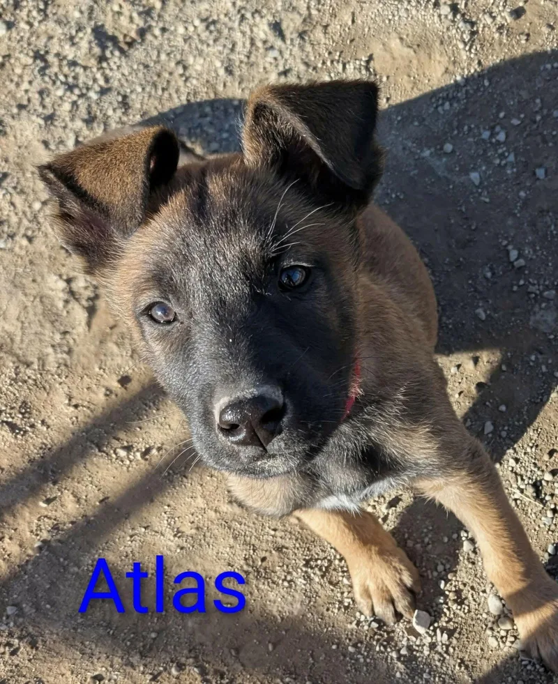 Atlas thumbnail 3