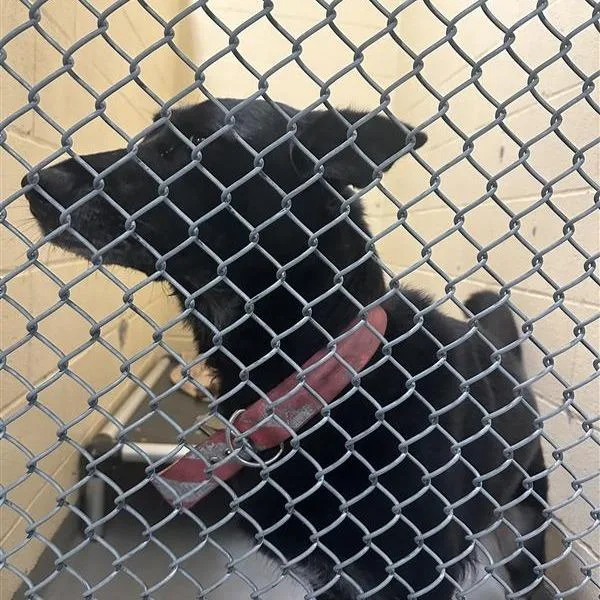 An adult large-sized female Black German Shepherd Dog dog named Kiki for adoption in Tacoma, WA