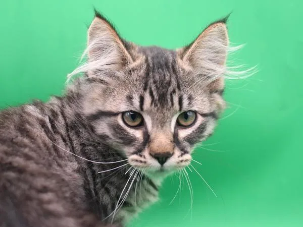 A baby small-sized male Domestic Medium Hair cat named Mason for adoption in Portland, OR