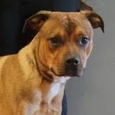 A young large-sized male Yellow / Tan / Blond / Fawn Terrier dog named Cayde for adoption in Rapid City, SD
