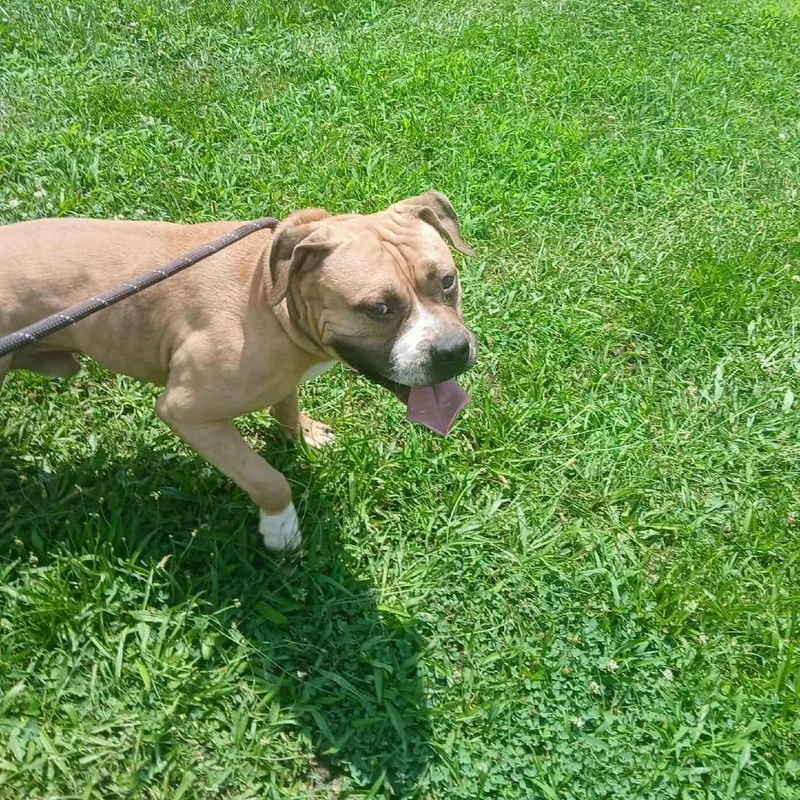 An adult medium-sized male Yellow / Tan / Blond / Fawn Terrier dog named Mr. Prince for adoption in Flintstone, MD