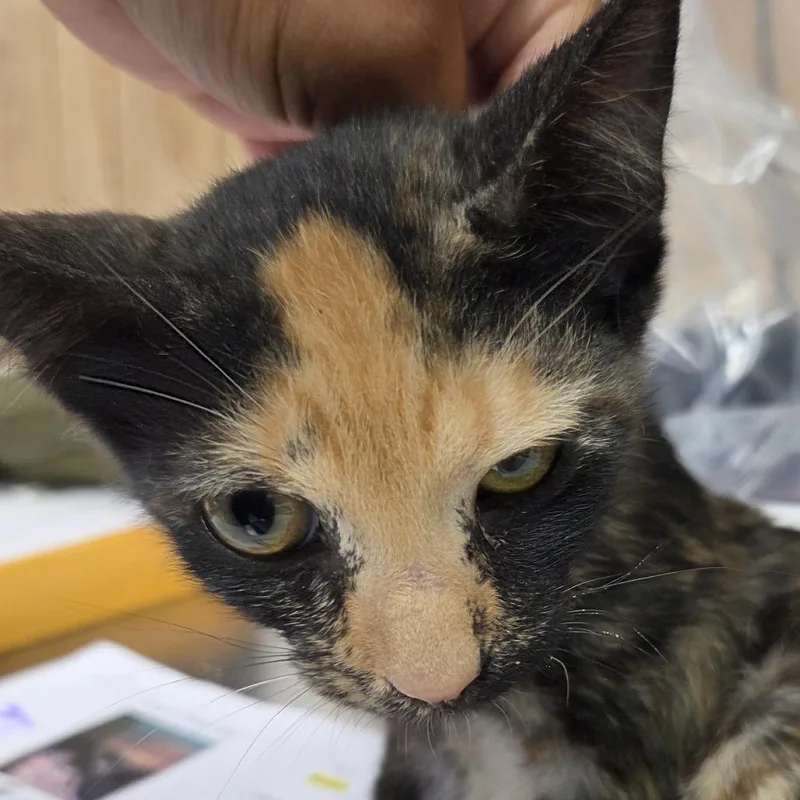 A baby small-sized female Tortoiseshell Domestic Short Hair cat named Boo for adoption in Leander, TX